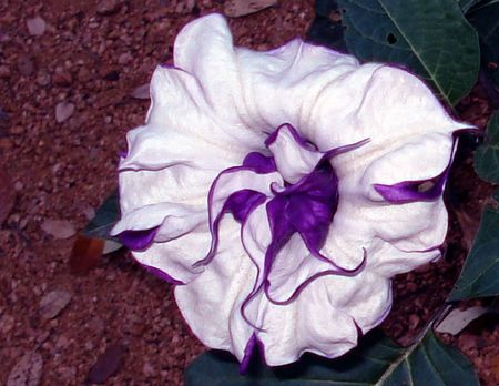                              angel's trumpetの写真素材