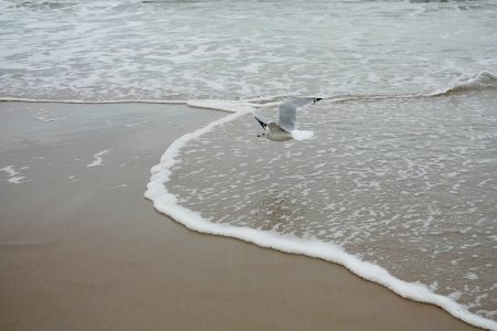 Flying Seagullの写真素材