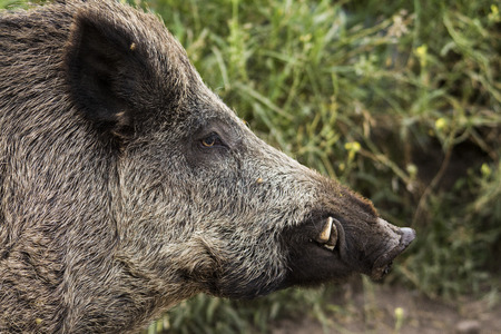 head of wild boar on semi-captivityの写真素材
