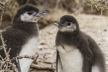 offspring couple of Magellanic penguins in the penguin colony of tombo tipの写真素材