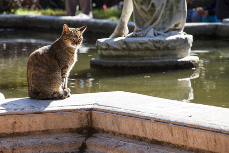 female cat sitting on the edge of a fountain in a park looking walkersの写真素材