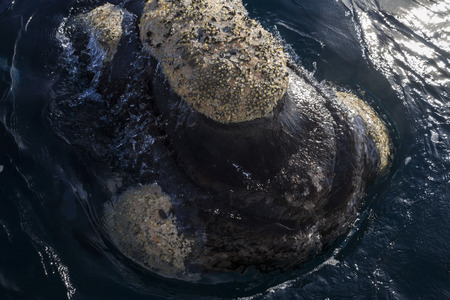 Close up and detail of headの写真素材