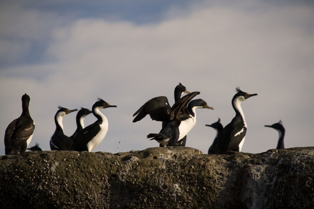 Imperial Cormorants on the rock in new gulf.の写真素材
