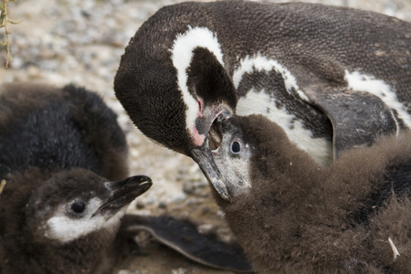 Penguin feeding offspring fishの写真素材