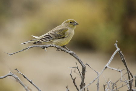 small bird perched on a branchの写真素材