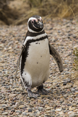 penguin stand up in Punta Tombo colonyの写真素材