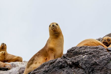 Group of female sea lions in one island near the cost of Patagonia.