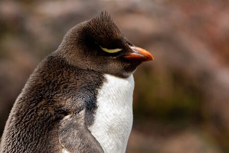 Close-up of Rockhopper Penguin. The only colony in South America of this species of penguin is that...