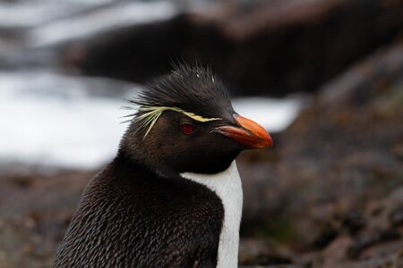Close-up of Rockhopper Penguin. The only colony in South America of this species of penguin is that...