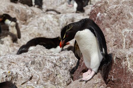 Rockhopper penguin jumping betwen rocks. The only colony in South America of this species of penguin is that of the Pinguino Island in Patagonia.の写真素材