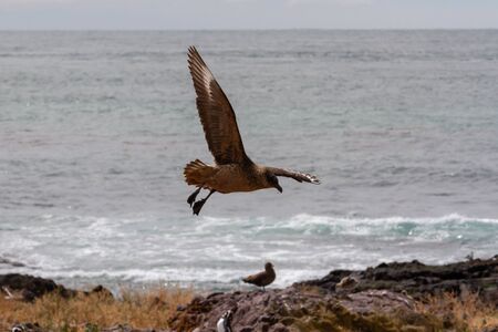 skua flying near the piguinosの写真素材