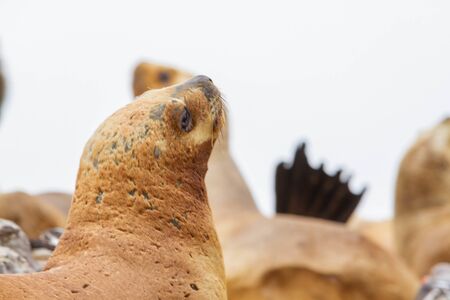 Group of female sea lions in one island near the cost of Patagonia.の写真素材