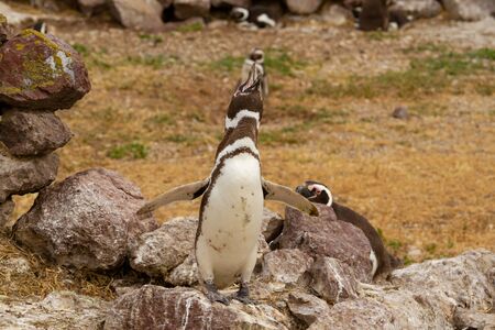 Penging singing and calling his sons.の写真素材