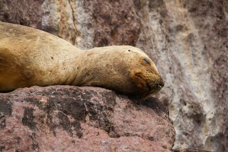 Female of a hair sea lion resting on a stone on the coast of the Atlantic ocean in Patagonia, Argentina.の写真素材