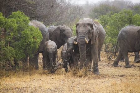 Herd of Elephants, made up of females, calves and young males on a rainy day in the African savannah in the Kruger Parkの写真素材