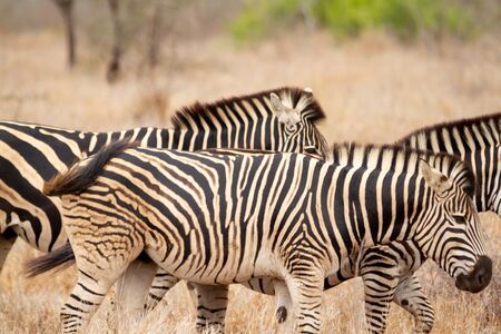 Group of Zebras walking on the savannah and feeding on grasses in the Kruger National Park in South Africa.の写真素材