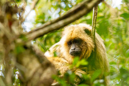 Female of howler caraya monkey on a branch in a forest in the Ibera Wetlands.