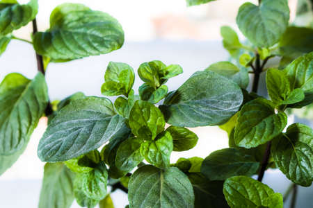 Close up image of fresh mint leaves, selective focus, clear background