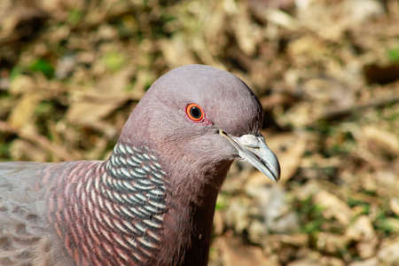 A Picazuro Pigeon - Patagioenas picazuro - on the tree branch, against a blurred natural background,...