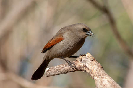 Bay-winged cowbird, Molothrus badius, perched on a branch. Typical bird of Argentinaの写真素材