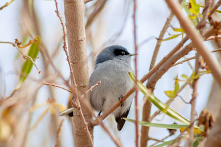 Beautiful male masked gnatcatcher perched on a branch after foraging for insects for food. Argentina.の写真素材