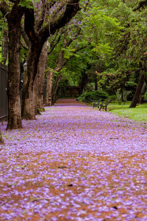 Road covered with lilac flowers of the Jacaranda tree during the month of November in Buenos Aires.の写真素材
