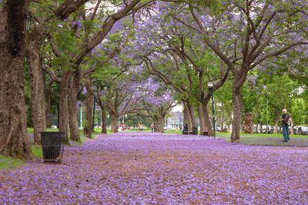 Road covered with lilac flowers of the Jacaranda tree during the month of November in Buenos Aires.の写真素材