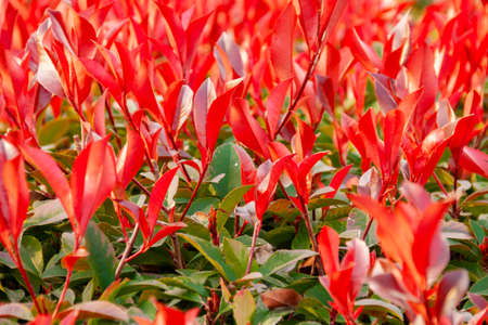 The red shoot plant is a type of shrub that has characteristics on its leaves. This plant has red...