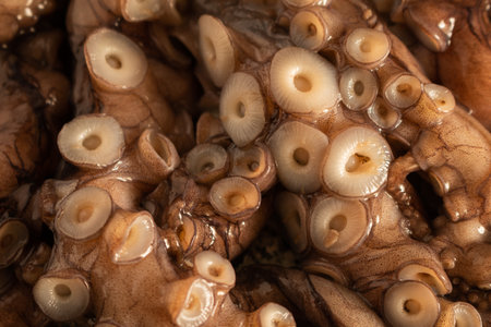 Close-up of the detail of the tentacles of a raw octopus. Landscape image