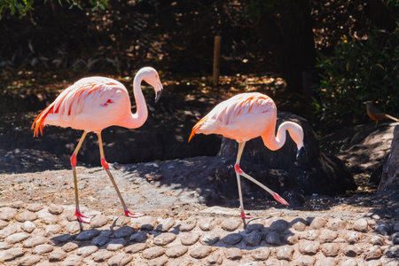 Chilean Flamingos, Phoenicopterus chilensis, in a pond for these birds in a property or center dedicated to marine fauna.