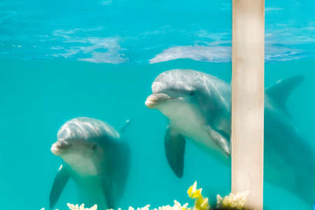 Two bottlenose dolphins in an aquarium pool seen through the glass Marine mammals are looking out of the poolの写真素材