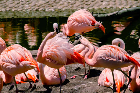 Group of Chilean flamingos, Phoenicopterus chilensis, in a pond for these birds in a property or...