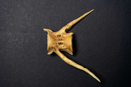 Bone or caudal vertebra of a medium-sized fish on a black background.の写真素材