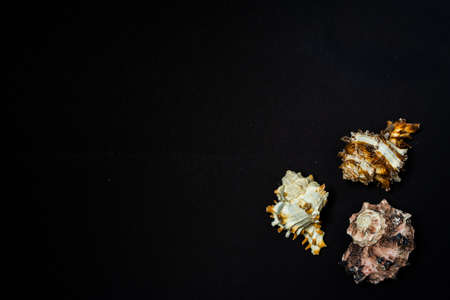 Beautifull Group of three shells of sea snails of genus Murex on a black background.