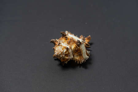 Sea snail shell, genus Murex, with ornamentation.