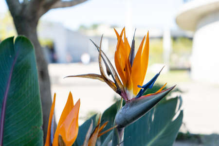 Sterlizia, exotic tropical flower Ornamental flowerの写真素材