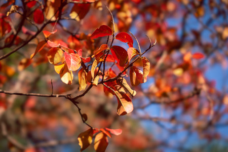 A background texture of yellow leaves autumn leaf backgroundの写真素材