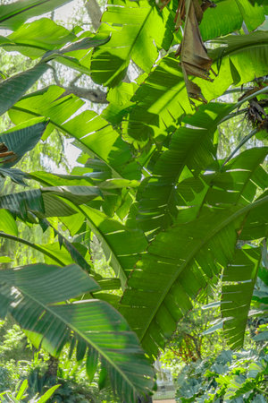 banana leafの写真素材