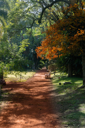 A Path between trees and plants in a small forest.の写真素材