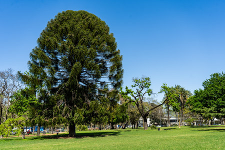 Araucaria or pehuen tree in a square in Buenos Aires.の写真素材
