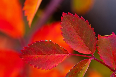 Leaf Close Upの写真素材