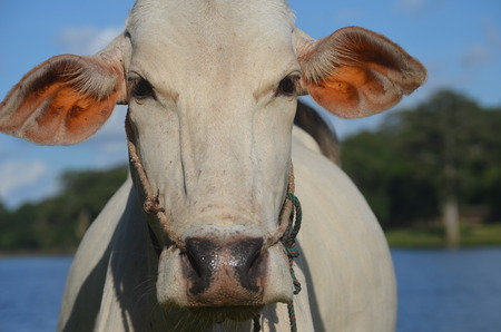 cow watching cameraの写真素材