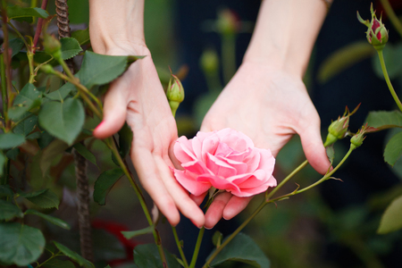 Closeup of woman's hands holding pink rose in gardenの写真素材