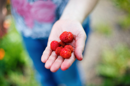 Appetizing fresh strawberries closeup. Woman holding strawberry in handの写真素材
