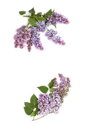 Blooming purple lilac branch, isolated on white backgroundの写真素材