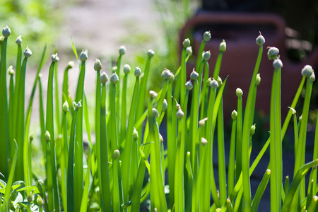 Green spring sprouts of onion in growth at vegetable garden