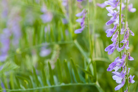 Purple wild flowers on green blurred backgroundの写真素材