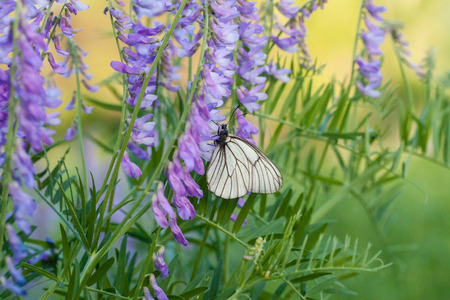 Butterfly polinated violet purple wild flowers on green blurred nature backgroundの写真素材
