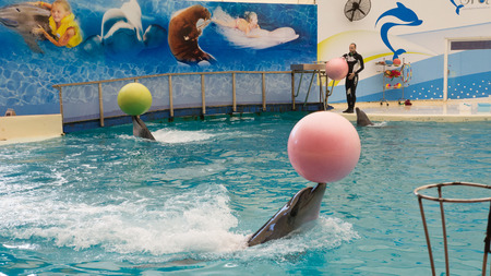 BELEK, TURKEY - OCTOBER 04, 2014: Dolphins show, Troy Dolphinarium. Two bottlenose dolphins playing with ballsのeditorial素材