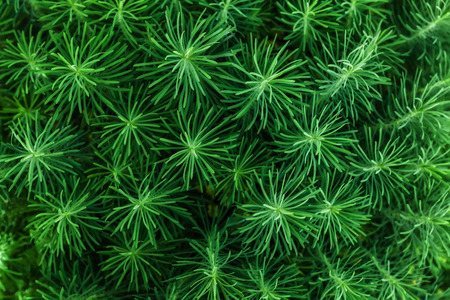 Bush of strange green plant, close upの写真素材